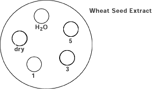 Diagram of Wheat Seed Extract