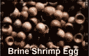 Brine Shrimp Egg